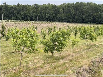 Teren extravilan comasat 9 hectare cu plantatie  3 Euro pe m2 
Suceava