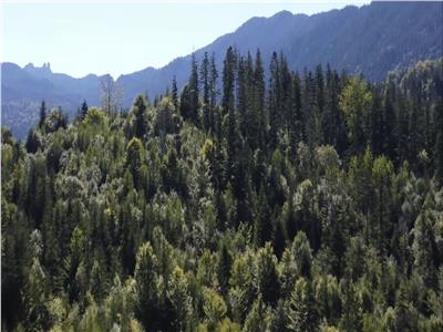 Teren 2.3ha cu 3 locuri de casa in muntii Rarau Bucovina