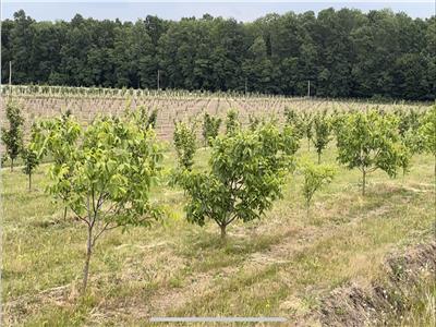 Teren extravilan comasat 9 hectare cu plantatie  3 Euro pe m2 
Suceava